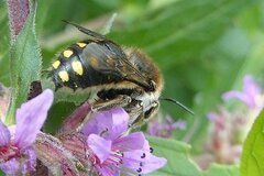 Anthidium septemspinosum
