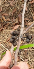 Eucalyptus baxteri