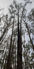 Eucalyptus baxteri
