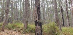 Eucalyptus baxteri