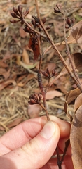 Eucalyptus baxteri