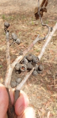 Eucalyptus baxteri