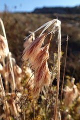 Thamnochortus acuminatus