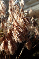 Thamnochortus acuminatus