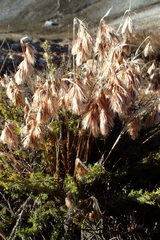 Thamnochortus acuminatus