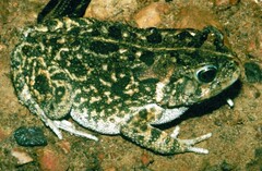 Sclerophrys gutturalis