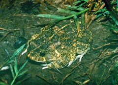Sclerophrys gutturalis
