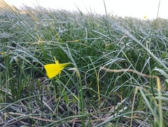 Narcissus bulbocodium