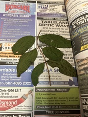 Pilidiostigma tropicum