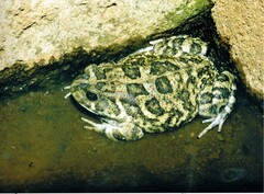 Sclerophrys gutturalis