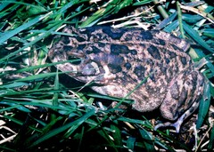 Sclerophrys gutturalis