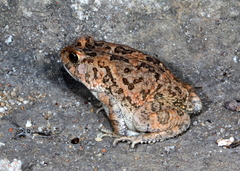 Sclerophrys gutturalis