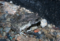Sclerophrys gutturalis