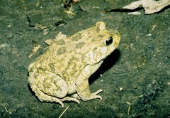 Sclerophrys gutturalis