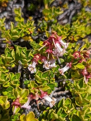 Escallonia alpina