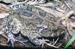 Sclerophrys gutturalis