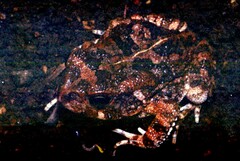 Sclerophrys gutturalis