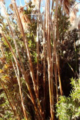 Thamnochortus acuminatus