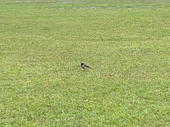 Gracupica nigricollis