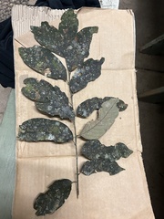 Cnesmocarpon dasyantha