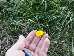 Narcissus bulbocodium