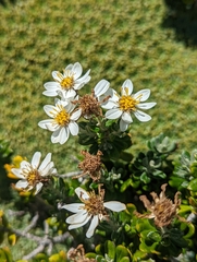 Chiliotrichum diffusum