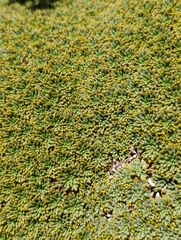 Bolax gummifera