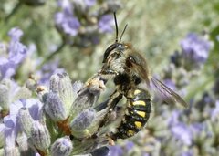 Anthidium septemspinosum