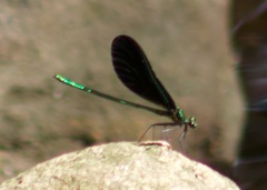 Calopteryx maculata