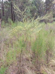Acacia subulata