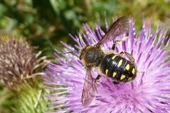 Anthidium septemspinosum