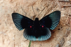 Lyropteryx apollonia