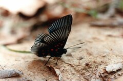 Lyropteryx apollonia
