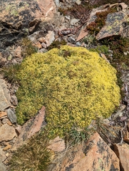 Azorella monantha