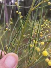 Acacia subulata