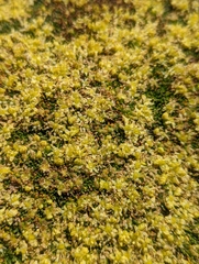 Azorella monantha