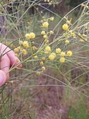 Acacia subulata