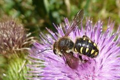 Anthidium septemspinosum