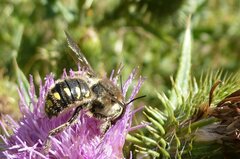 Anthidium septemspinosum