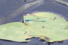 Pseudagrion cingillum