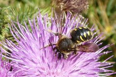 Anthidium septemspinosum