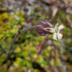 Silene magellanica