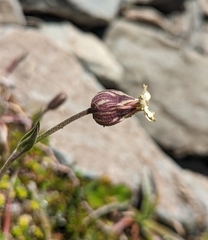 Silene magellanica