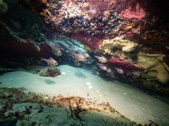 Pempheris multiradiata