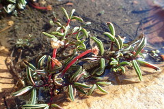 Oxalis stokoei