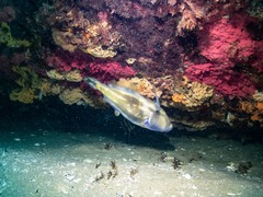 Meuschenia freycineti