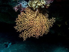 Melithaea zimmeri