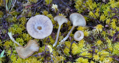 Arrhenia philonotis