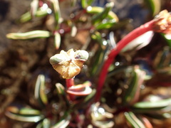 Oxalis stokoei