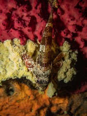 Bovichtus angustifrons